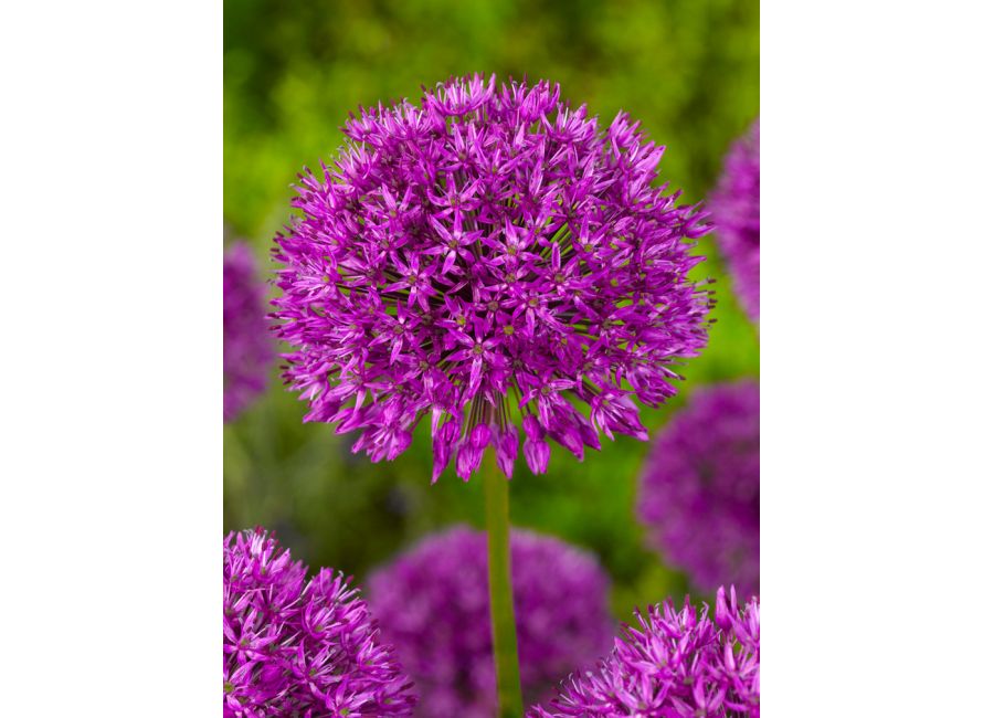 Allium Purple Sensation 100 bulb pk